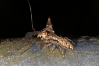 Une Saltique. Une femelle (Araneae - Salticidae - Marpissa muscosa)